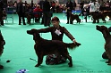 Crufts2011 646